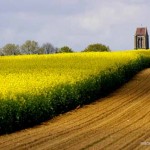 'Sur les pas de Van Gogh' - Champ de colza et clocher à Auvers (c) Martinelli - Le Musée Daubigny - Auvers-sur-Oise