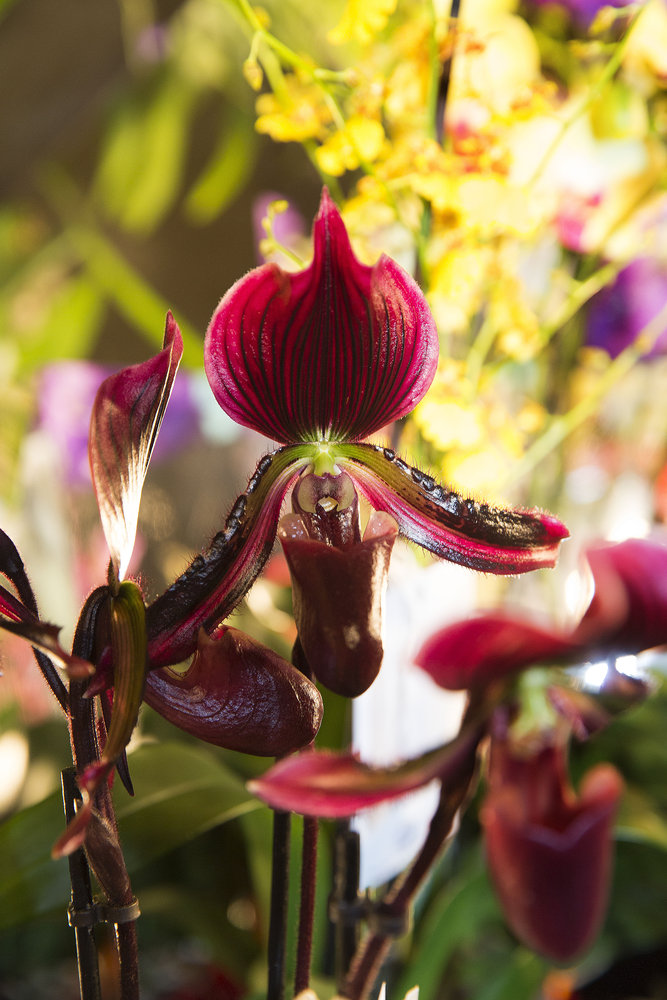 Le Nuage d'orchidées 3D de Janne Kyttanen pour la Journée Internationale de l'Orchidée