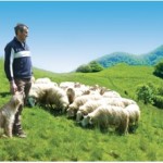 Un berger et son troupeau de brebis basco-béarnaises à Aspes (Béarn) (@Syndicat AOP Ossau-Iraty)