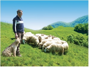 Un berger et son troupeau de brebis basco-béarnaises à Aspes (Béarn) (@Syndicat AOP Ossau-Iraty)