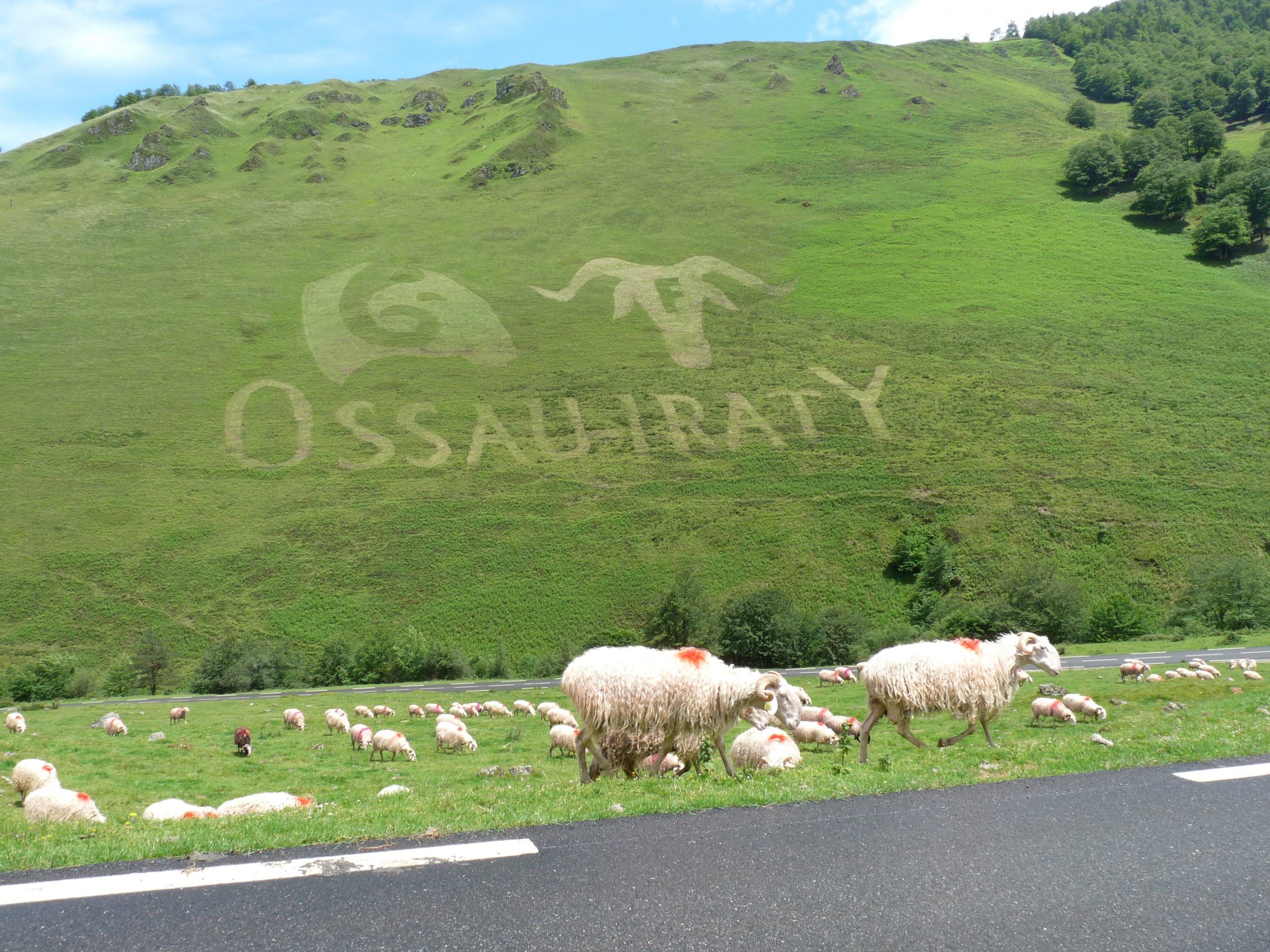La fresque végétale géante AOP Ossau-Iraty à voir sur la Vuelta