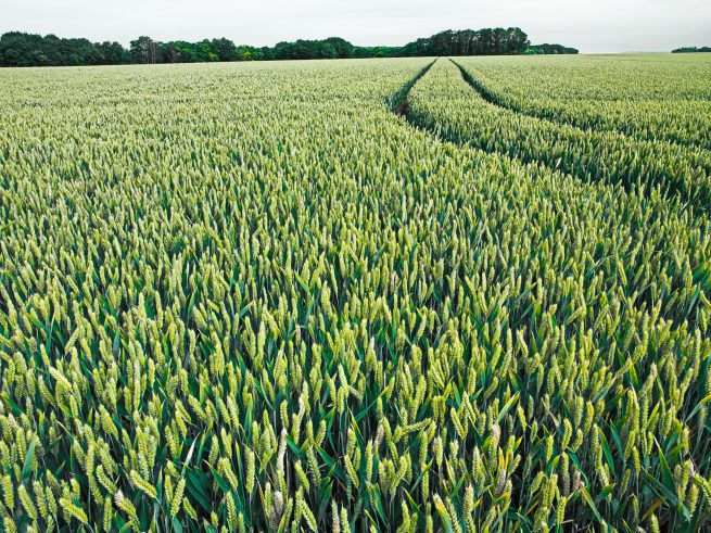 Champ de blé vert - crédit : Erik Hesmerg