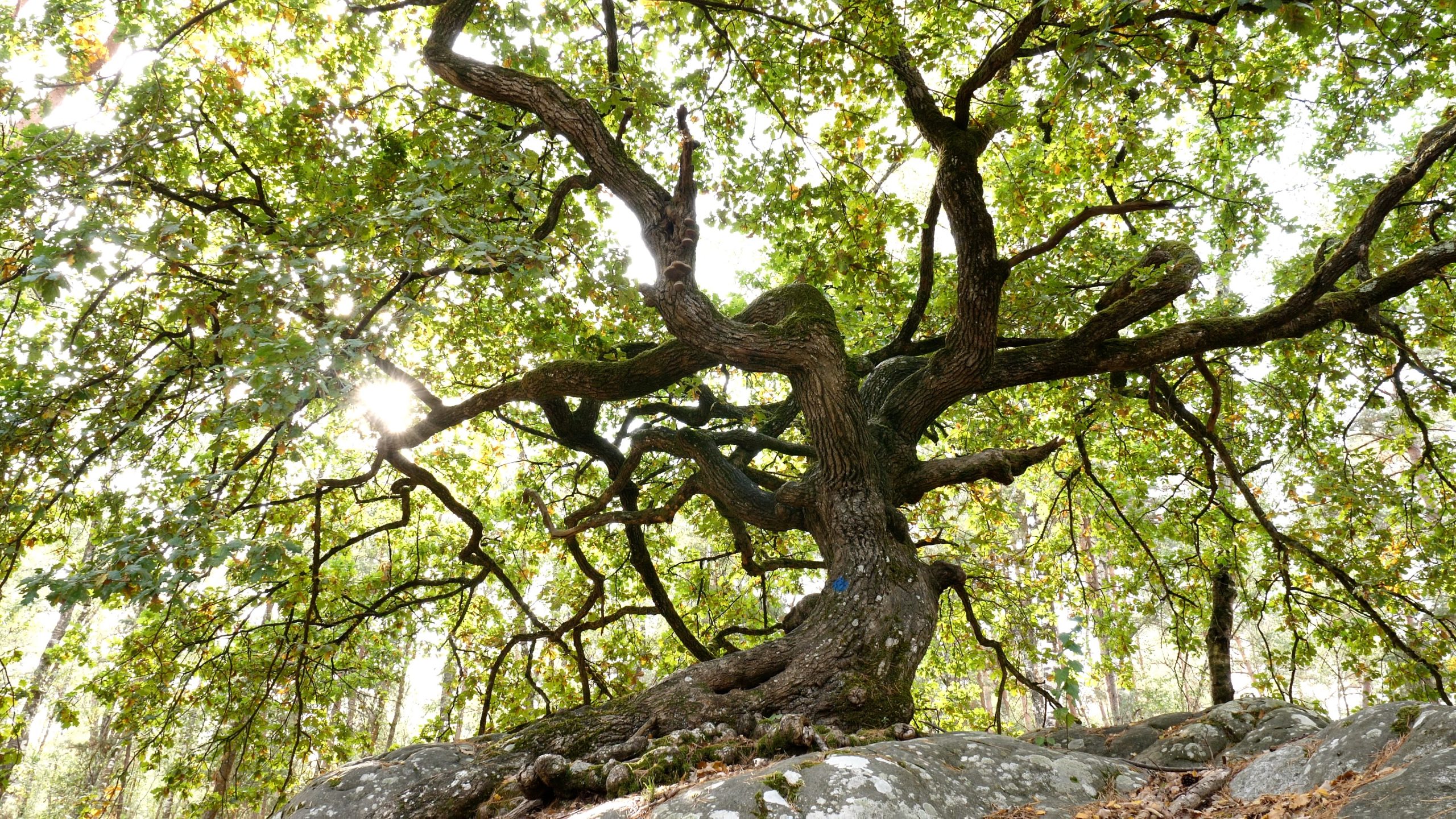Nature et Découvertes, projet exemplaire - France Bois Forêt